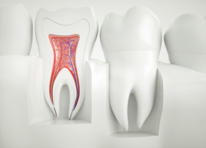 Illustrated model of teeth showing pulp layers inside